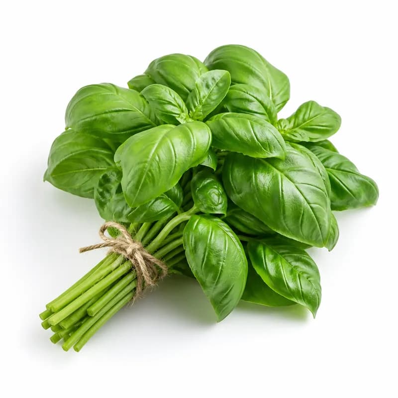 Albahaca